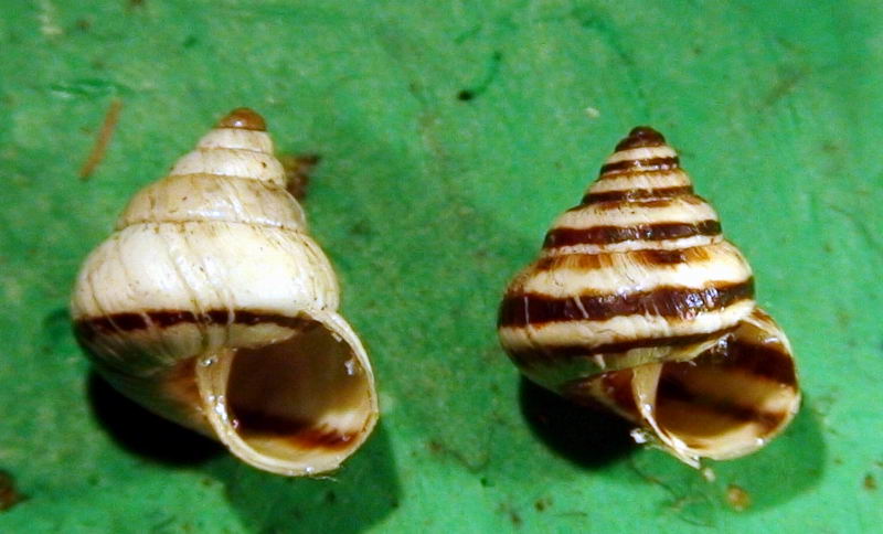 Variazioni di colore in Cochlicella conoidea